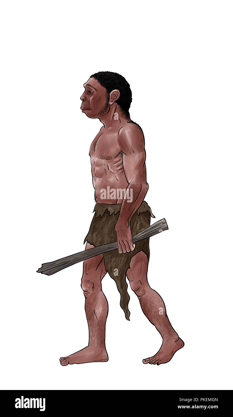 L'Homo erectus, encrés illustration numérique Banque D'Images