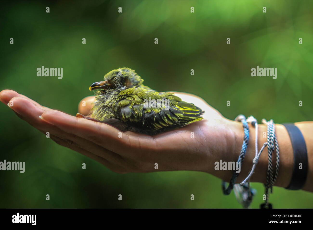 De petits oiseaux très rationnelle de sommeil Banque D'Images