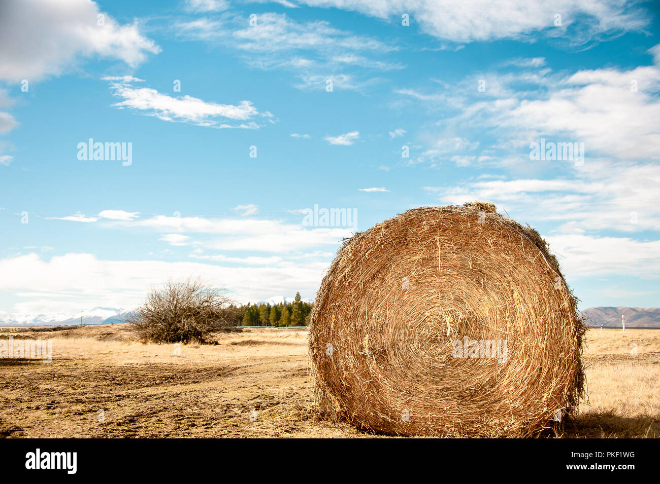 Une balle de foin d'or se trouve dans un domaine de la cut, herbe séchée. Close up of big rond avec fond de ciel bleu nuageux Banque D'Images