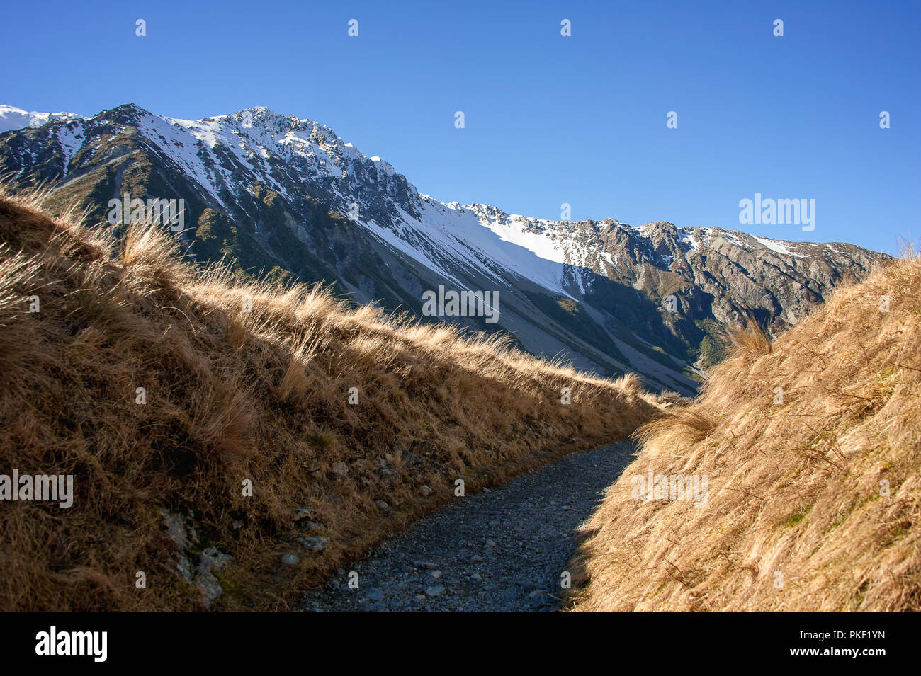 La Hooker Valley randonnées trai, Aoraki Mount Cookl. Contraste frappant entre ciel bleu profond, le blanc des montagnes enneigées et l'herbe d'or en premier plan Banque D'Images
