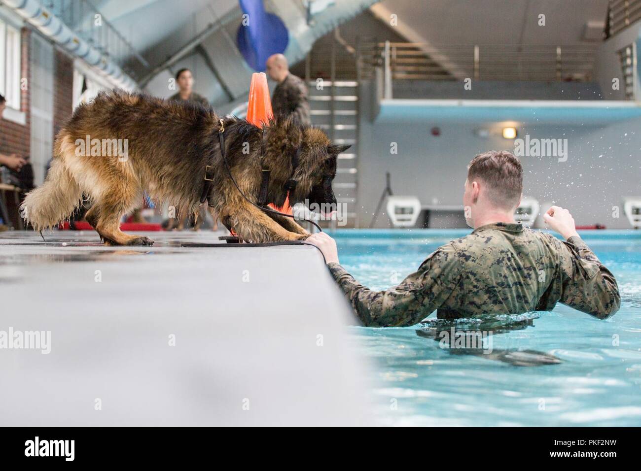 Le Sergent Darren Groseclose, un 2e Bataillon de l'application de la Loi de travail militaire dog-handler, exécute des routines d'entrée de l'eau avec son chien, Charlie, qu'ils nagent dans la zone 5 à la piscine Marine Corps Base Camp Lejeune, N.C., 3 août 2018. 2e LEB pratiqué l'agression de la formation dans le cadre d'une formation spécialisée afin de familiariser leurs chiens avec de l'eau. La 2e LEB chiens de travail militaire bénéficient de ce type de formation en raison de ne pas être exposé à l'eau pendant les périodes de formation initiale des tactiques et devenir de meilleurs habitués à effectuer des tâches dans des situations atypiques. Banque D'Images