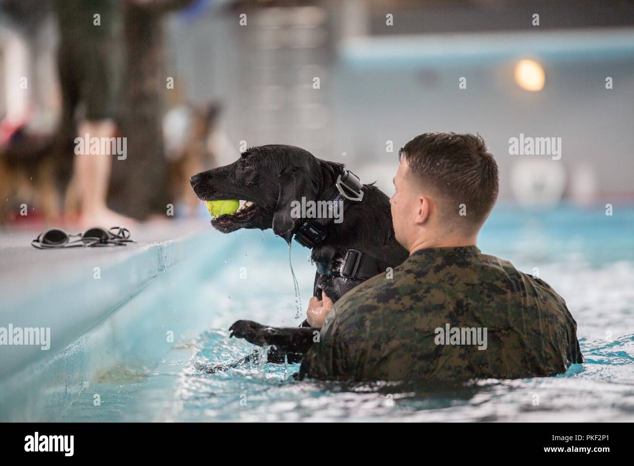 Lance le Cpl Colin McAninch, un 2e Bataillon de l'application de la Loi de travail militaire-chien-chien, aide son chien hors de l'eau brise après une baignade dans la zone 5 à la piscine Marine Corps Base Camp Lejeune, N.C., 3 août 2018. 2e LEB pratiqué l'agression de la formation dans le cadre d'une formation spécialisée afin de familiariser leurs chiens avec de l'eau. La 2e LEB chiens de travail militaire bénéficient de ce type de formation en raison de ne pas être exposé à l'eau pendant les périodes de formation initiale des tactiques et devenir de meilleurs habitués à effectuer des tâches dans des situations atypiques. Banque D'Images