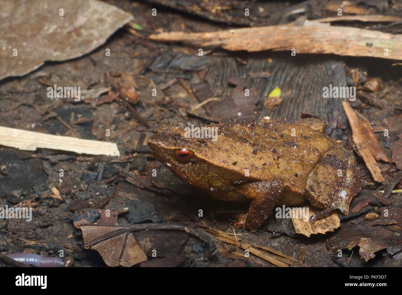 Une Grenouille collante de Bornéo (Kalophrynus meizon) sur le sol de la forêt près de se plonger dans l'Est de la Malaisie, Sabah (Bornéo). Banque D'Images