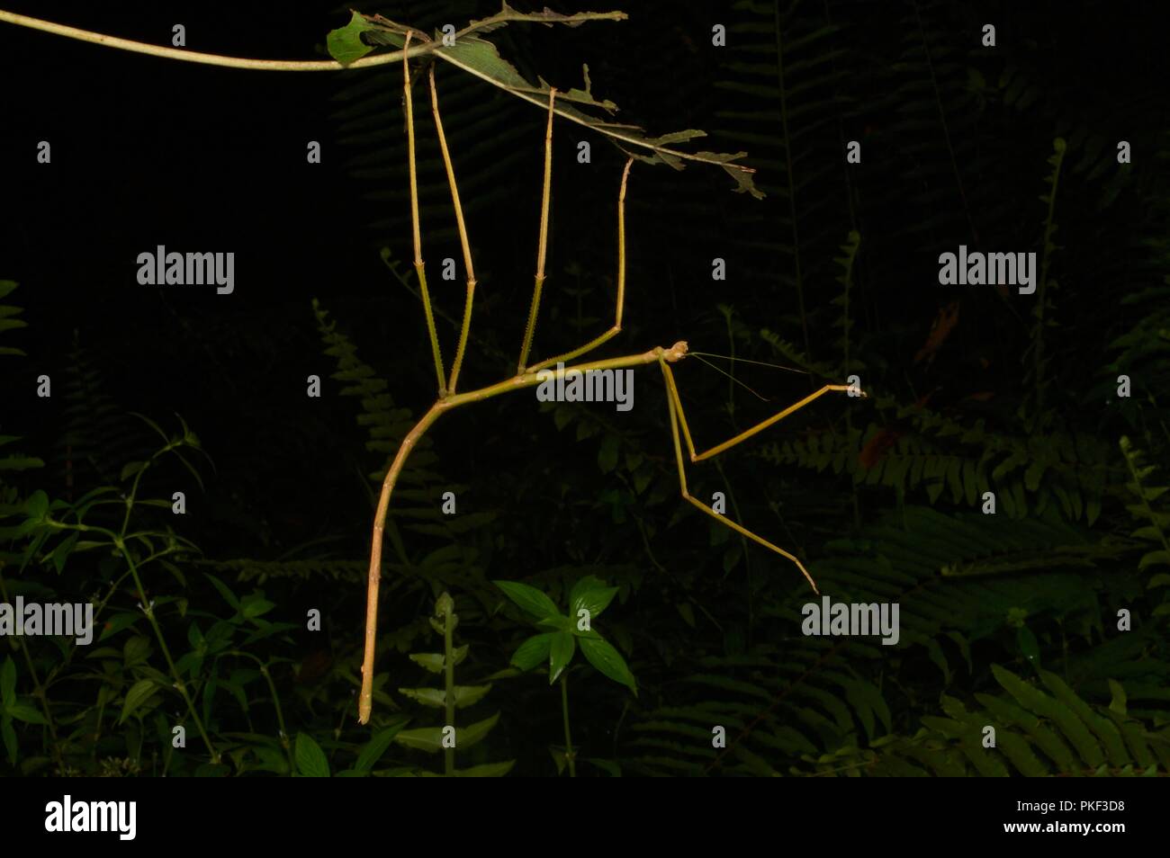 Un phasme (phasmides) dans la forêt pluviale la nuit près de penché à la base de Mt. Kinabalu, Sabah, Malaisie Orientale, Bornéo Banque D'Images