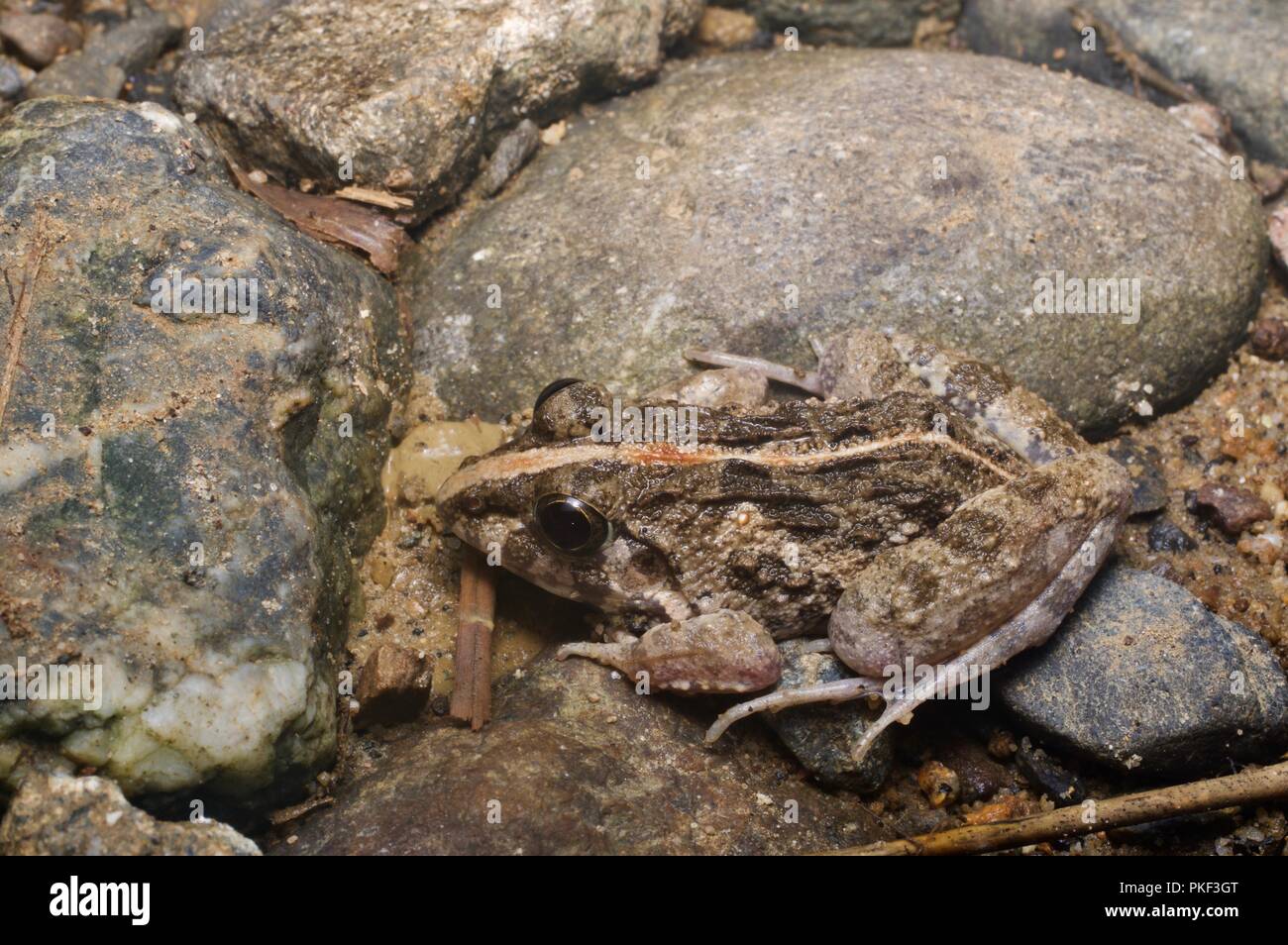 Une Grenouille (Fejervarya limnocharis) hunkered down sur le sol boueux à Ranau, Sabah, Bornéo, Malaisie Orientale Banque D'Images