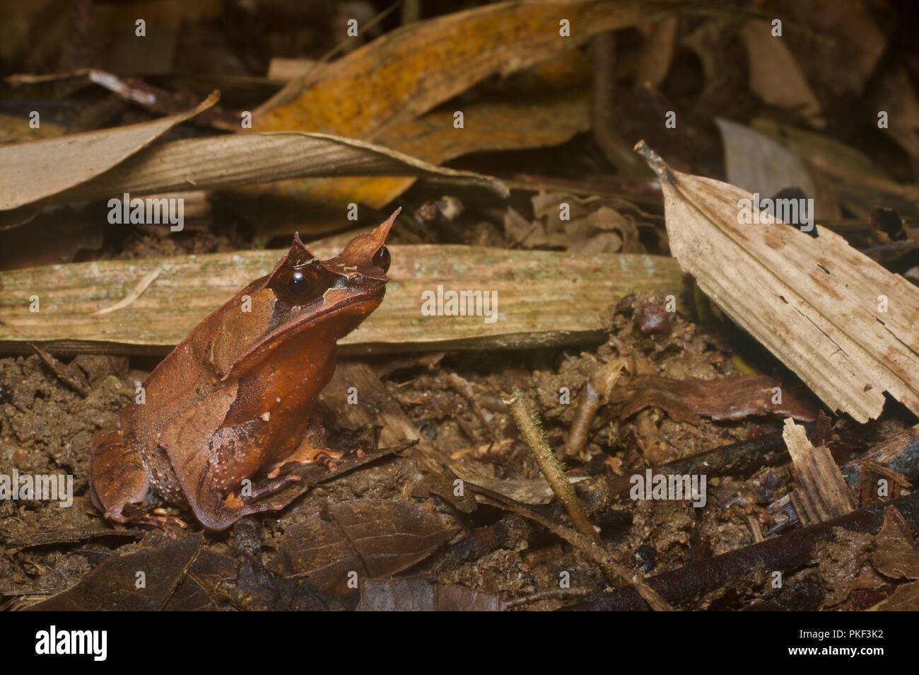Une Grenouille cornue de Malaisie (Megophrys nasuta) sur le sol de la forêt la nuit près de se plonger dans la région de Sabah, l'Est de la Malaisie, Bornéo Banque D'Images