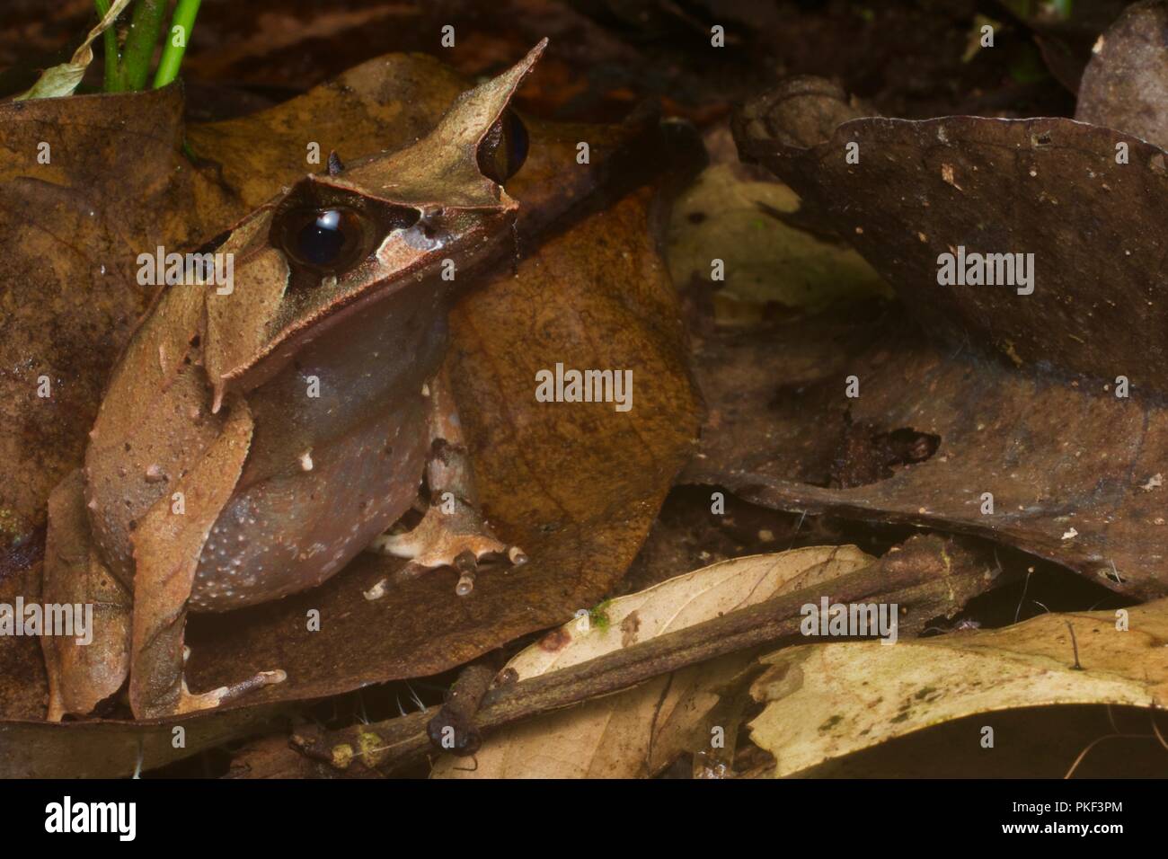 Une Grenouille cornue de Malaisie (Megophrys nasuta) sur le sol de la forêt la nuit près de se plonger dans la région de Sabah, l'Est de la Malaisie, Bornéo Banque D'Images