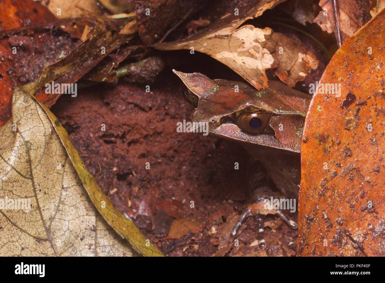 Une Grenouille cornue de Malaisie (Megophrys nasuta) sur le sol de la forêt la nuit près de se plonger dans la région de Sabah, l'Est de la Malaisie, Bornéo Banque D'Images