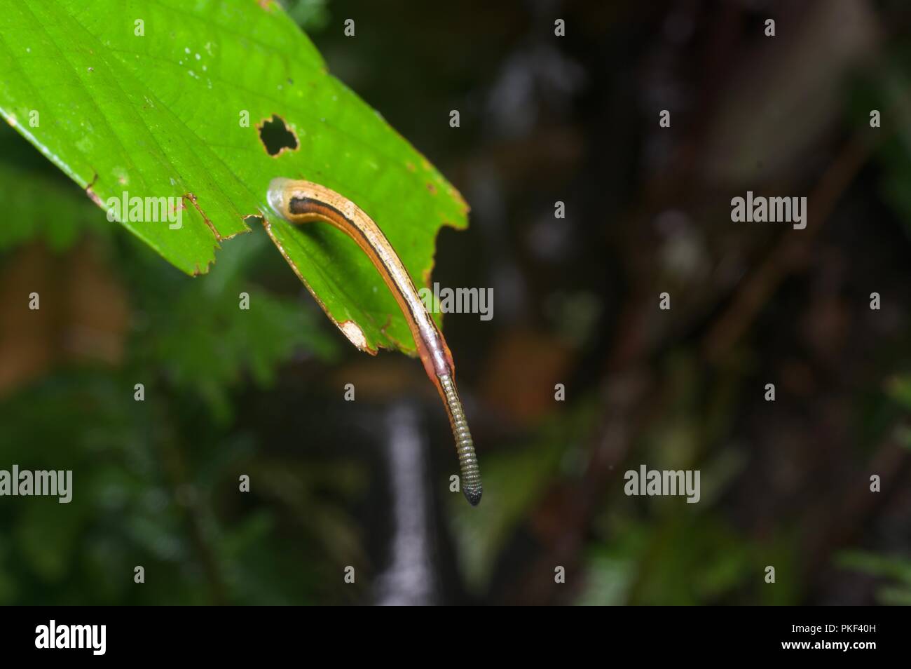 Un tigre Leech (Haemadipsa picta) s'étendant sur une feuille dans la forêt tropicale à Ranau, Sabah, Bornéo, Malaisie Orientale Banque D'Images