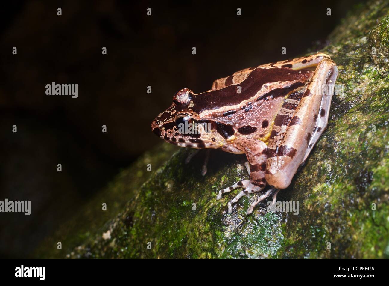 Un trou-dans-la-Tête (grenouille Huia cavitympanum) sur un rocher moussu, Ranau dans Sabah, Bornéo, Malaisie Orientale Banque D'Images