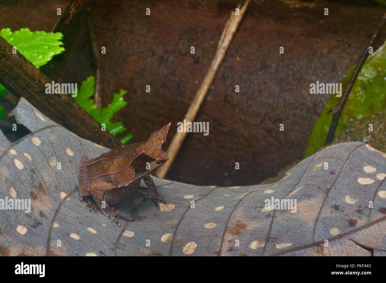 Une Grenouille cornue de Malaisie (Megophrys nasuta) sur le sol de la forêt la nuit près de se plonger dans la région de Sabah, l'Est de la Malaisie, Bornéo Banque D'Images