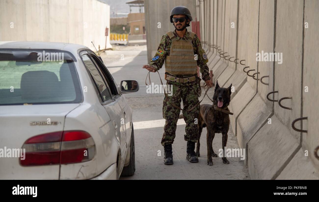 L'escadre aérienne de Kaboul, Afghanistan (9 août 2018) -- Mustafa, un militaire de la Force aérienne afghane de chien de travail, dirige l'inspection du véhicule avant d'entrer dans le 9 août 2018, de base, l'Escadre aérienne de Kaboul, Afghanistan. Mustafa est l'un des premiers maîtres de chien certifié dans l'Afghan Air Force. Banque D'Images