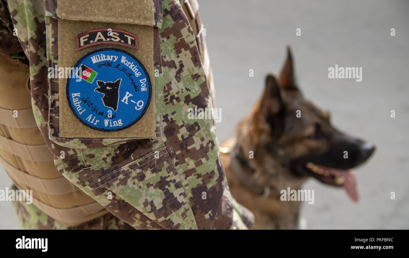 L'escadre aérienne de Kaboul, Afghanistan (9 août 2018) les chiens de travail militaire sont une nouvelle capacité pour l'Afghan Air Force le 9 août 2018, l'Escadre aérienne de Kaboul, Afghanistan. Ces chiens très bien formés sont utilisés pour assurer la sécurité et pour le peuple afghan secruity Base Aérienne. Banque D'Images