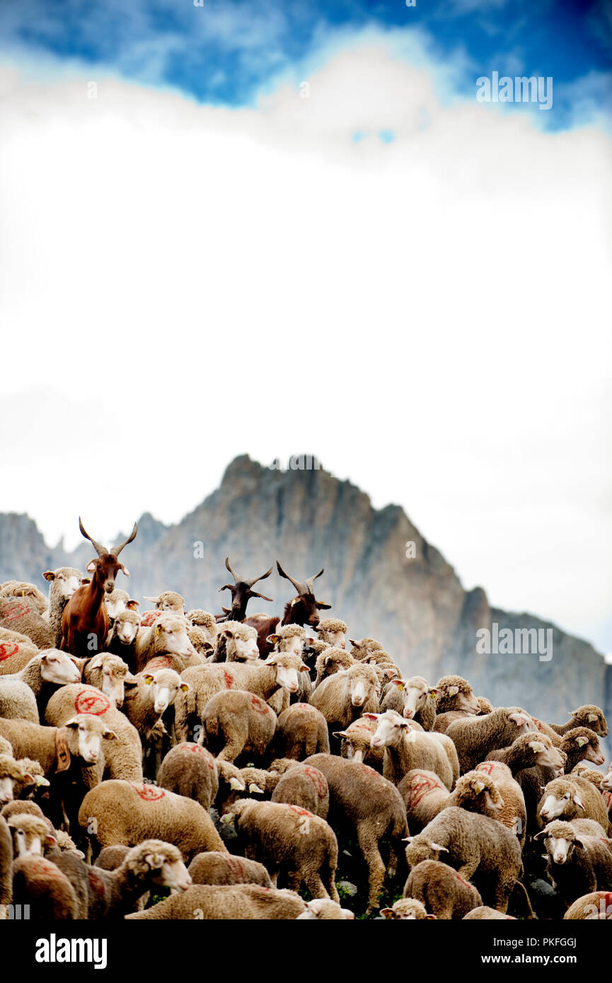 Un troupeau de moutons sur le Col du Galibier le col de montagne à Valloire, en Savoie (France, 14/06/2010) Banque D'Images