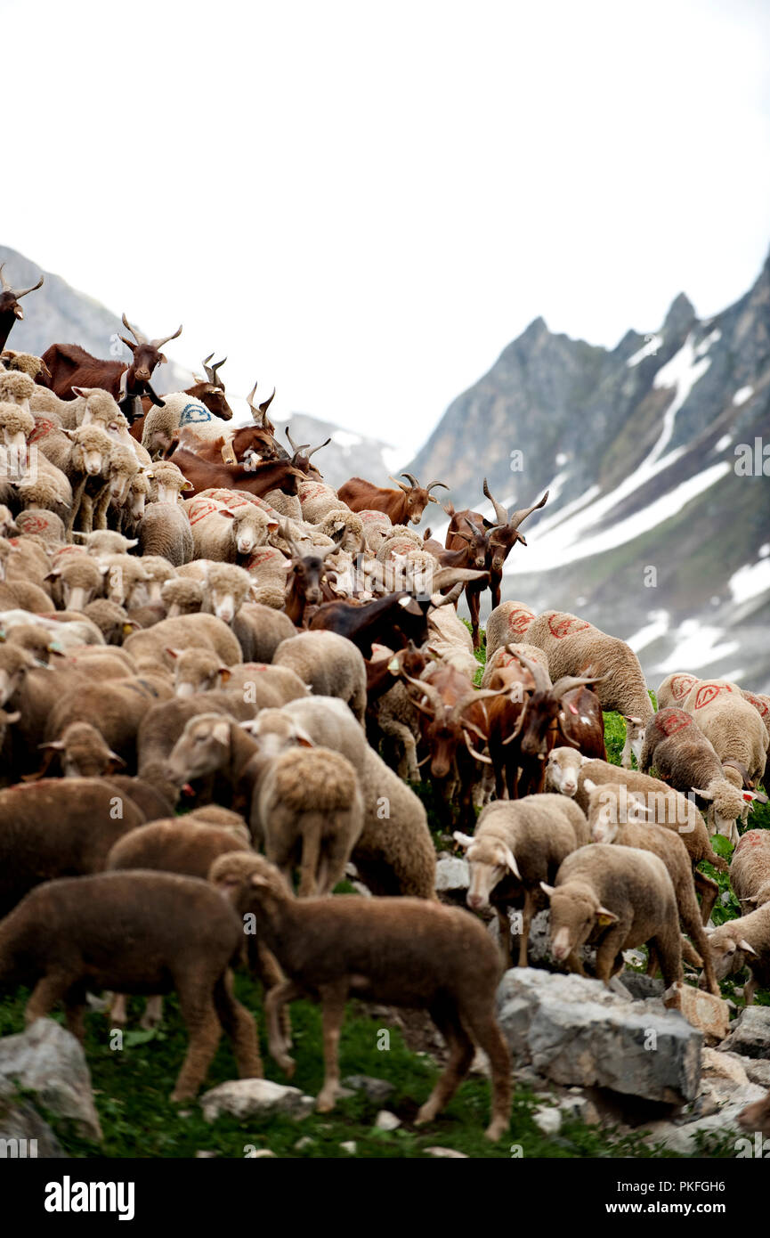 Un troupeau de moutons sur le Col du Galibier le col de montagne à Valloire, en Savoie (France, 14/06/2010) Banque D'Images