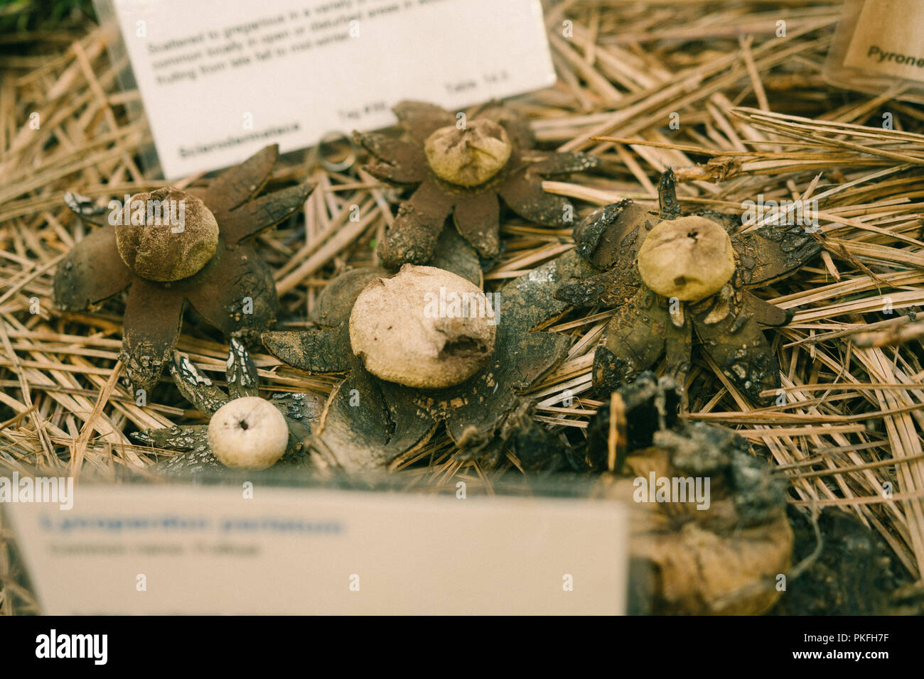 Champignons Champignons Science Art Peintures Noms scientifiques Banque D'Images