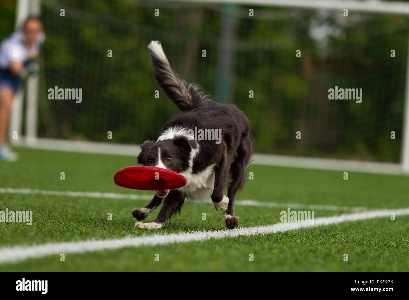 Border Collie attrape le disque, jouant dans Frisbee. Journée d'été. La lumière naturelle. Banque D'Images