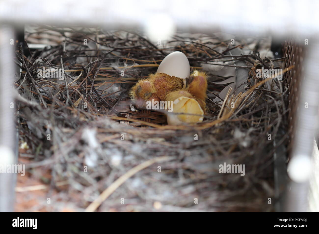 Paire de sur jour vieux pigeon colombe chicks Banque D'Images