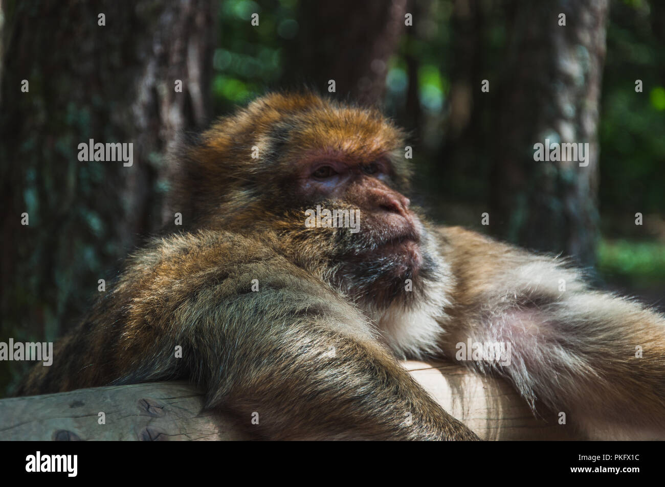 Les Macaques de Barbarie ou magot à la montagne des singes dans kintzheimen Alsace, France Banque D'Images