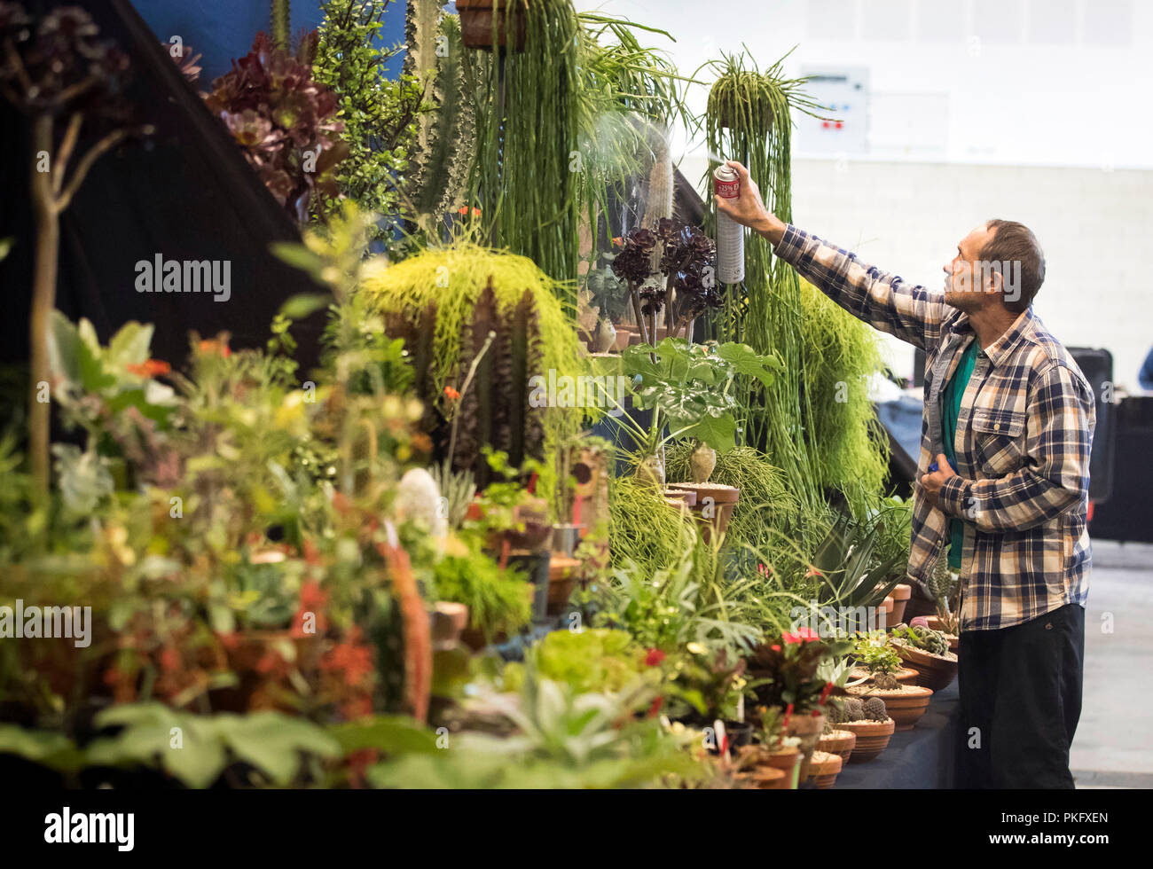 Les préparations sont faites sur la mise en scène la veille de l'Harrogate Automne Flower Show au Yorkshire. Banque D'Images