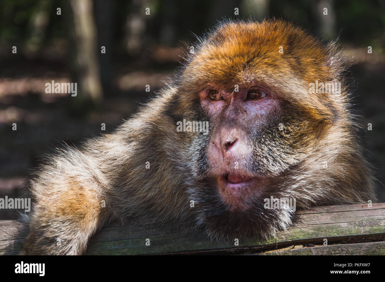 Les Macaques de Barbarie ou magot à la montagne des singes dans kintzheimen Alsace, France Banque D'Images
