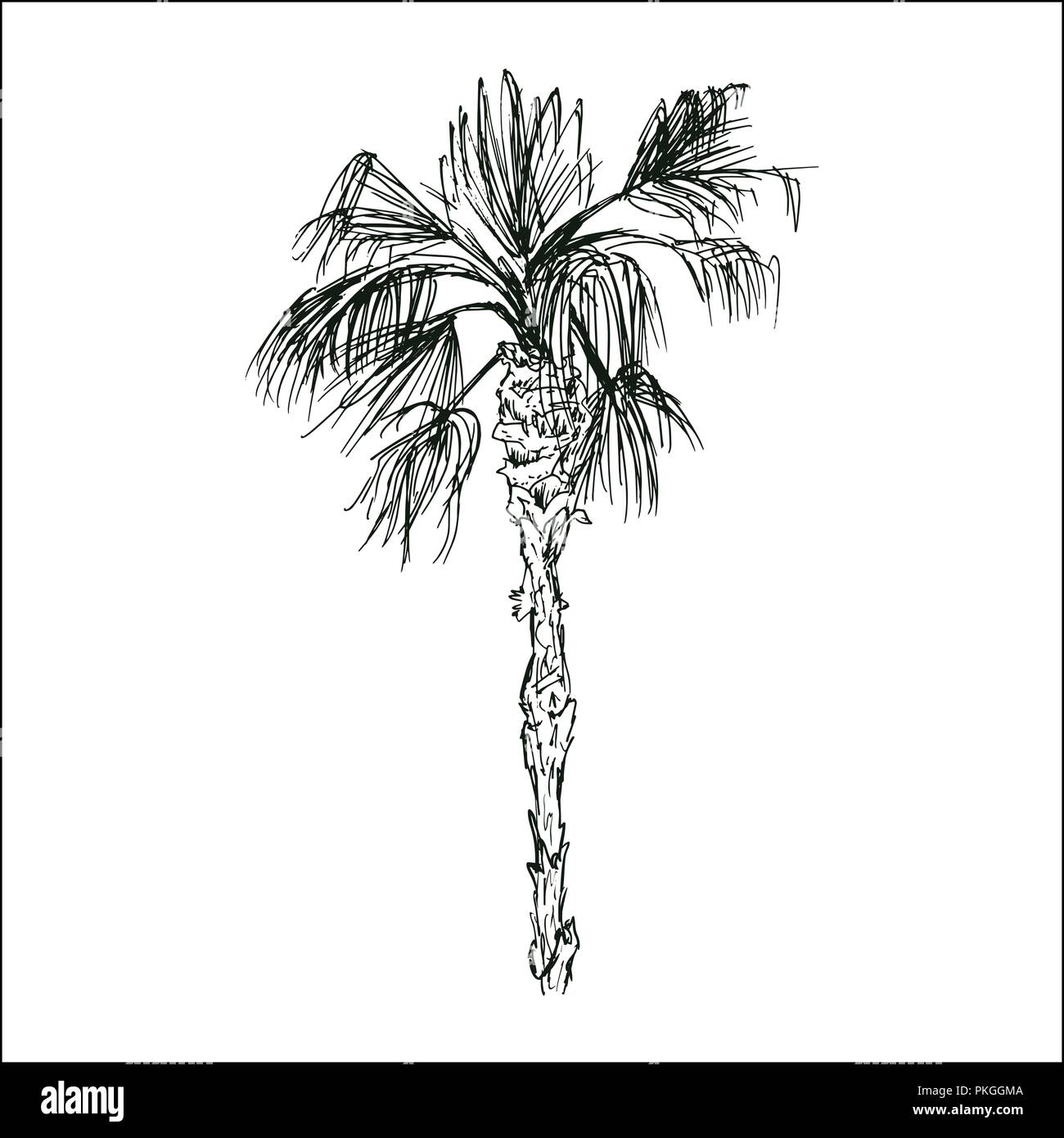 Coconut queen ou isolées des croquis avec des feuilles de palmiers. Plage et forêt tropicale, coco désert de la flore. Le feuillage des fougères subtropicales. Green palmae ou jungle arecaceae. La botanique, l'environnement Illustration de Vecteur Coconut queen ou isolées des croquis avec des feuilles de palmiers. Plage et forêt tropicale, coco désert de la flore. Le feuillage des fougères subtropicales. Green palmae ou jungle arecaceae. La botanique, l'environnement Illustration de Vecteur