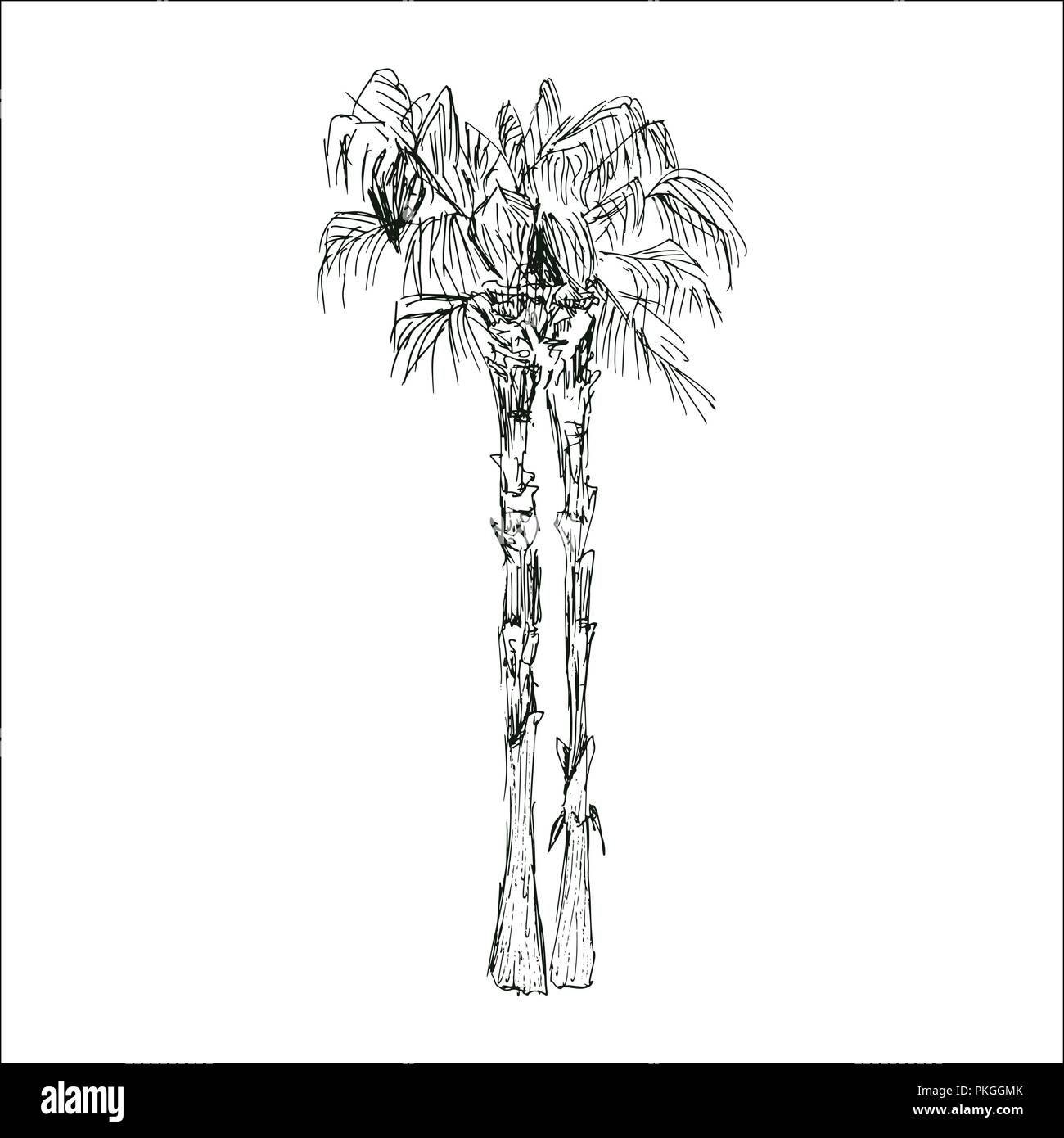 Coconut queen ou isolées des croquis avec des feuilles de palmiers. Plage et forêt tropicale, coco désert de la flore. Le feuillage des fougères subtropicales. Green palmae ou jungle arecaceae. La botanique, l'environnement Illustration de Vecteur Coconut queen ou isolées des croquis avec des feuilles de palmiers. Plage et forêt tropicale, coco désert de la flore. Le feuillage des fougères subtropicales. Green palmae ou jungle arecaceae. La botanique, l'environnement Illustration de Vecteur