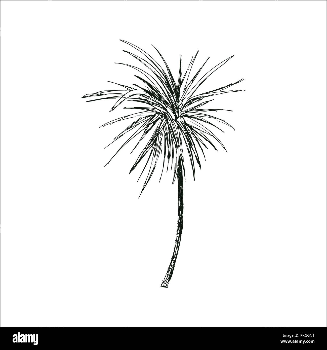 Coconut queen ou isolées des croquis avec des feuilles de palmiers. Plage et forêt tropicale, coco désert de la flore. Le feuillage des fougères subtropicales. Green palmae ou jungle arecaceae. La botanique, l'environnement Illustration de Vecteur Coconut queen ou isolées des croquis avec des feuilles de palmiers. Plage et forêt tropicale, coco désert de la flore. Le feuillage des fougères subtropicales. Green palmae ou jungle arecaceae. La botanique, l'environnement Illustration de Vecteur