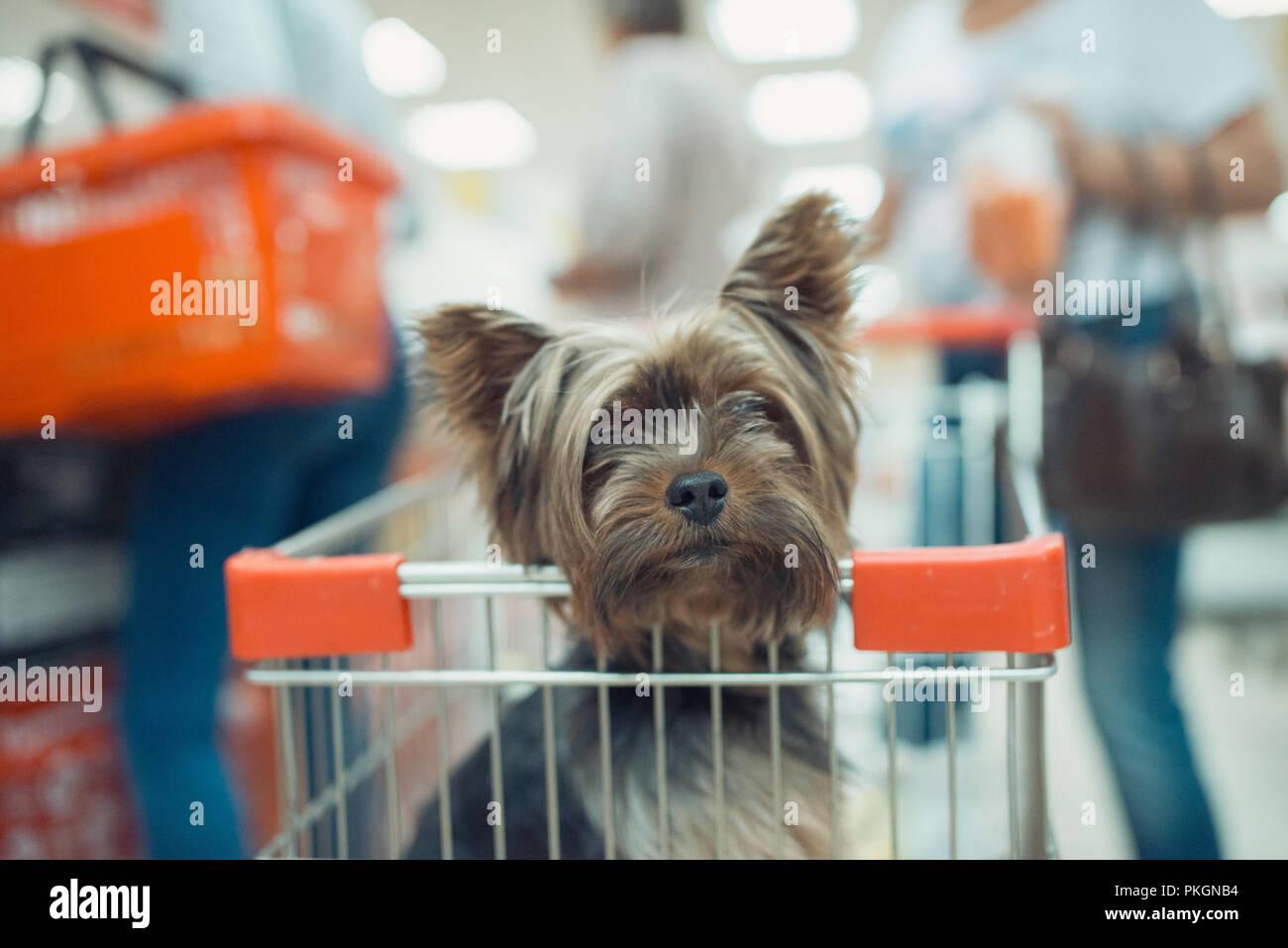 Adorable petit chiot chien assis dans un panier sur fond flou shop mall avec les gens. selective focus macro shot avec DOF peu profondes Banque D'Images