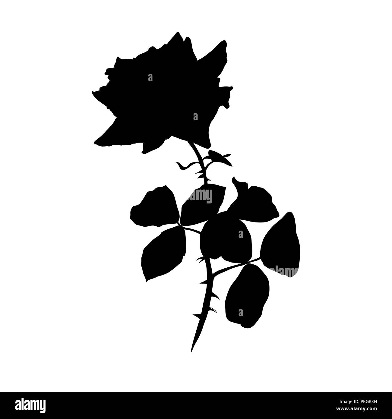 Rose noire Silhouette d'illustration. Fleur et feuilles de fer barbelé. Rose signe. Fleur de jardin. Carte postale, logo, couvrir, tatouage floral design élément. Vector isolé sur fond blanc Illustration de Vecteur