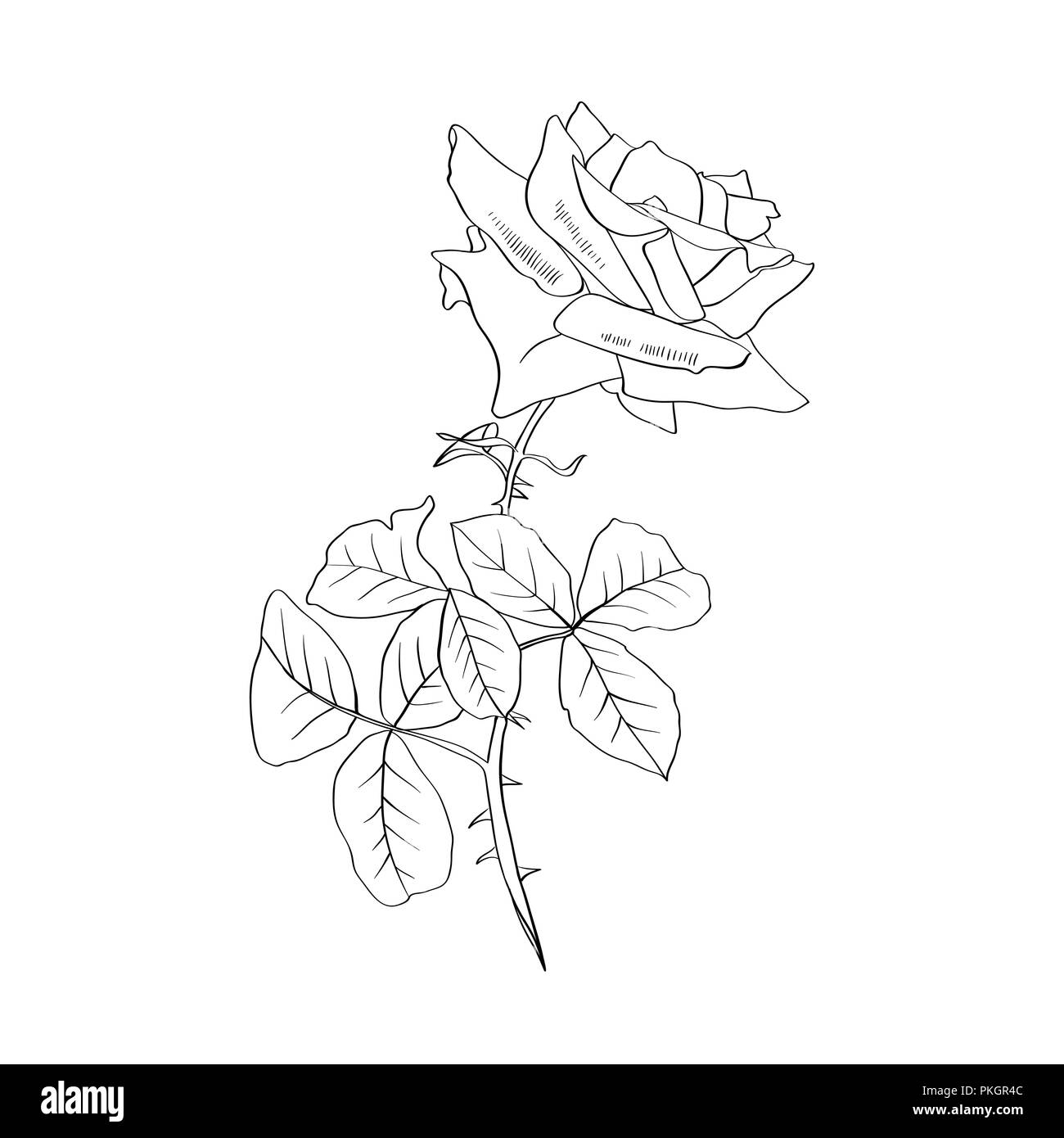La Ligne De Contour Rose Illustration Fleur Et Feuilles De