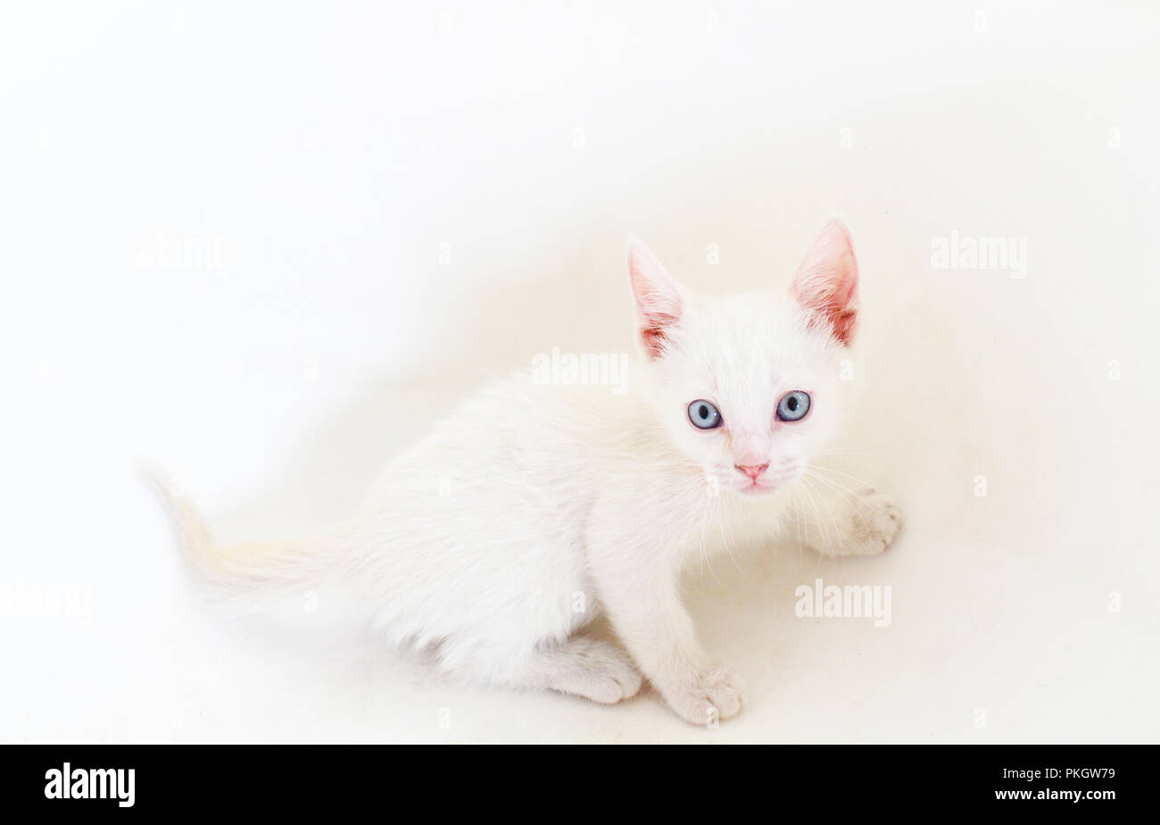 Petit Chaton blanc sur fond blanc Banque D'Images