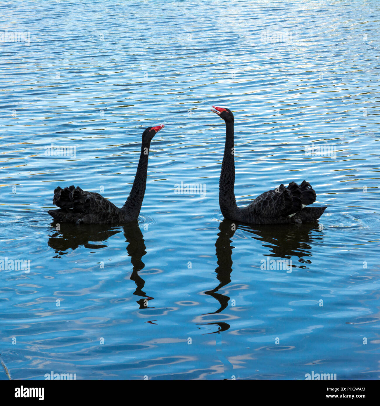 Des cygnes noirs avec des chênes rouges sur l'eau sous la lumière du soleil pendant la journée Banque D'Images