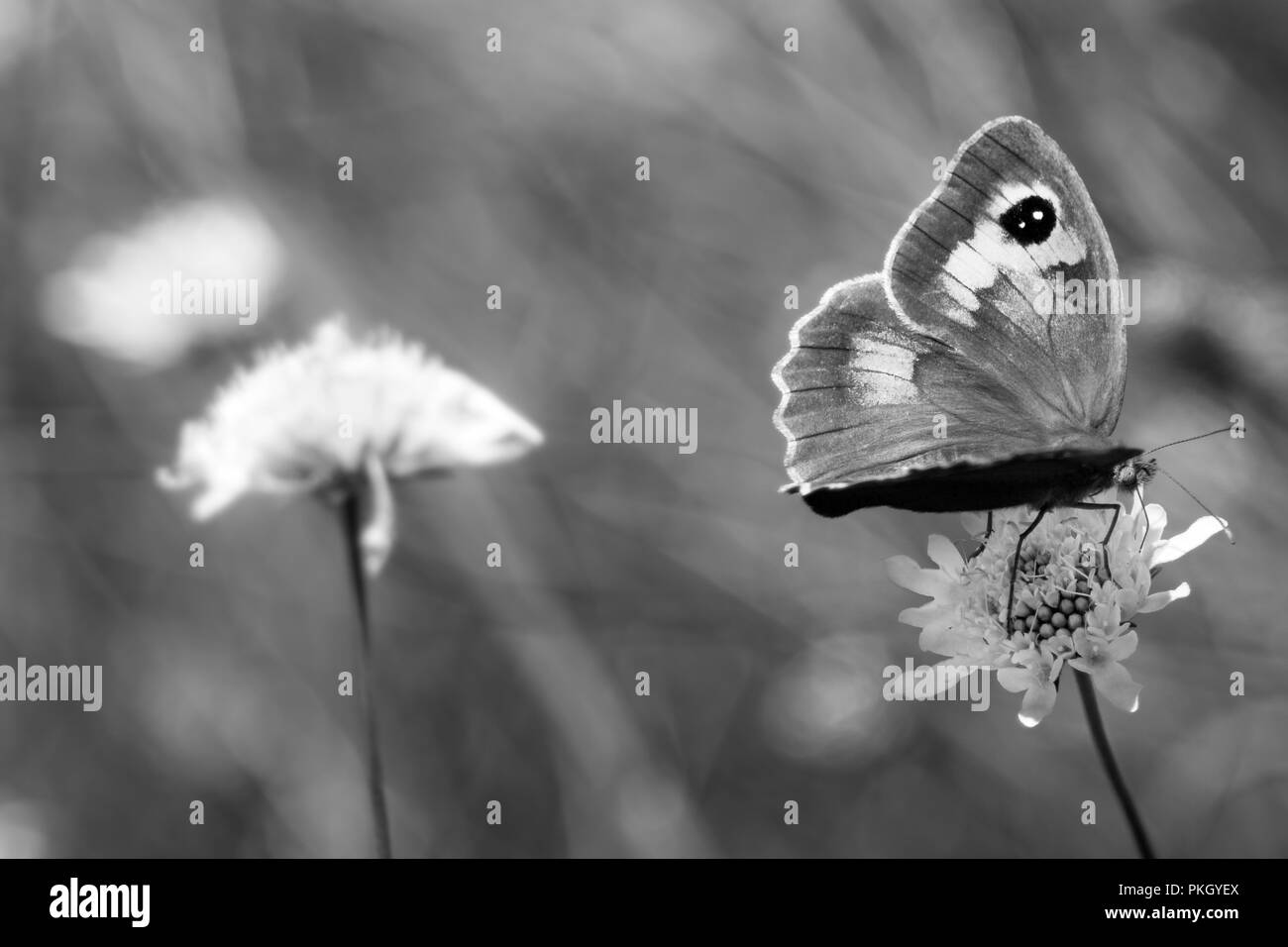 Close up d'abeilles sur les fleurs jaunes Banque D'Images