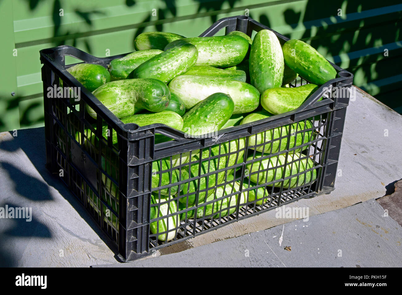 Une affaire pleine de blanc-vert fraîchement cueillies, fruits de concombre en plein soleil Banque D'Images