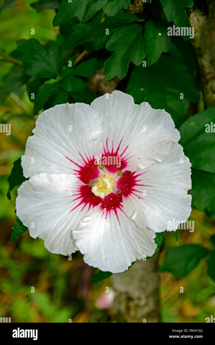 Fleur d'hibiscus blanc fleuri entièrement, à l'endroit vue rapprochée avec un fond vert Banque D'Images