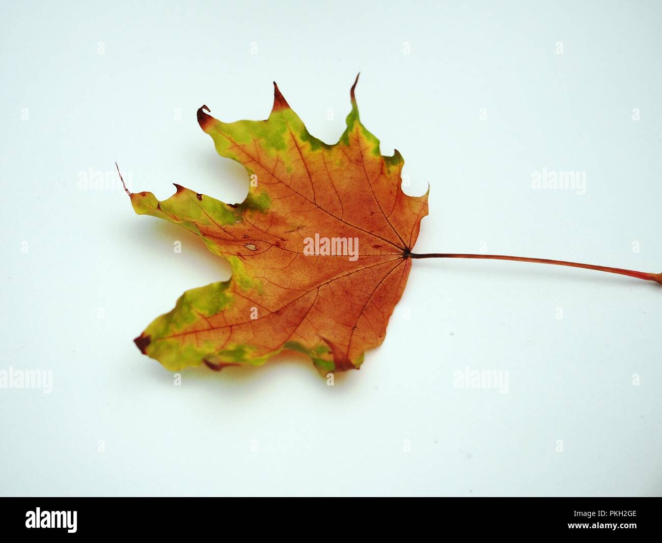 Passé l'automne feuille d'érable sur fond blanc. De l'automne. La nature morte. Banque D'Images