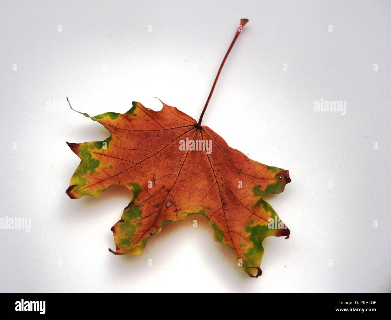 Passé l'automne feuille d'érable sur fond blanc. De l'automne. La nature morte. Banque D'Images
