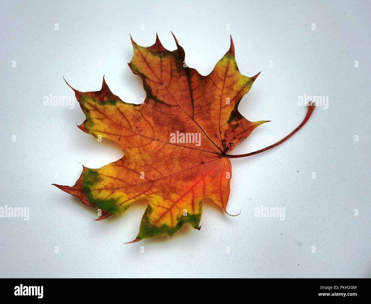 Passé l'automne feuille d'érable sur fond blanc. De l'automne. La nature morte. Banque D'Images