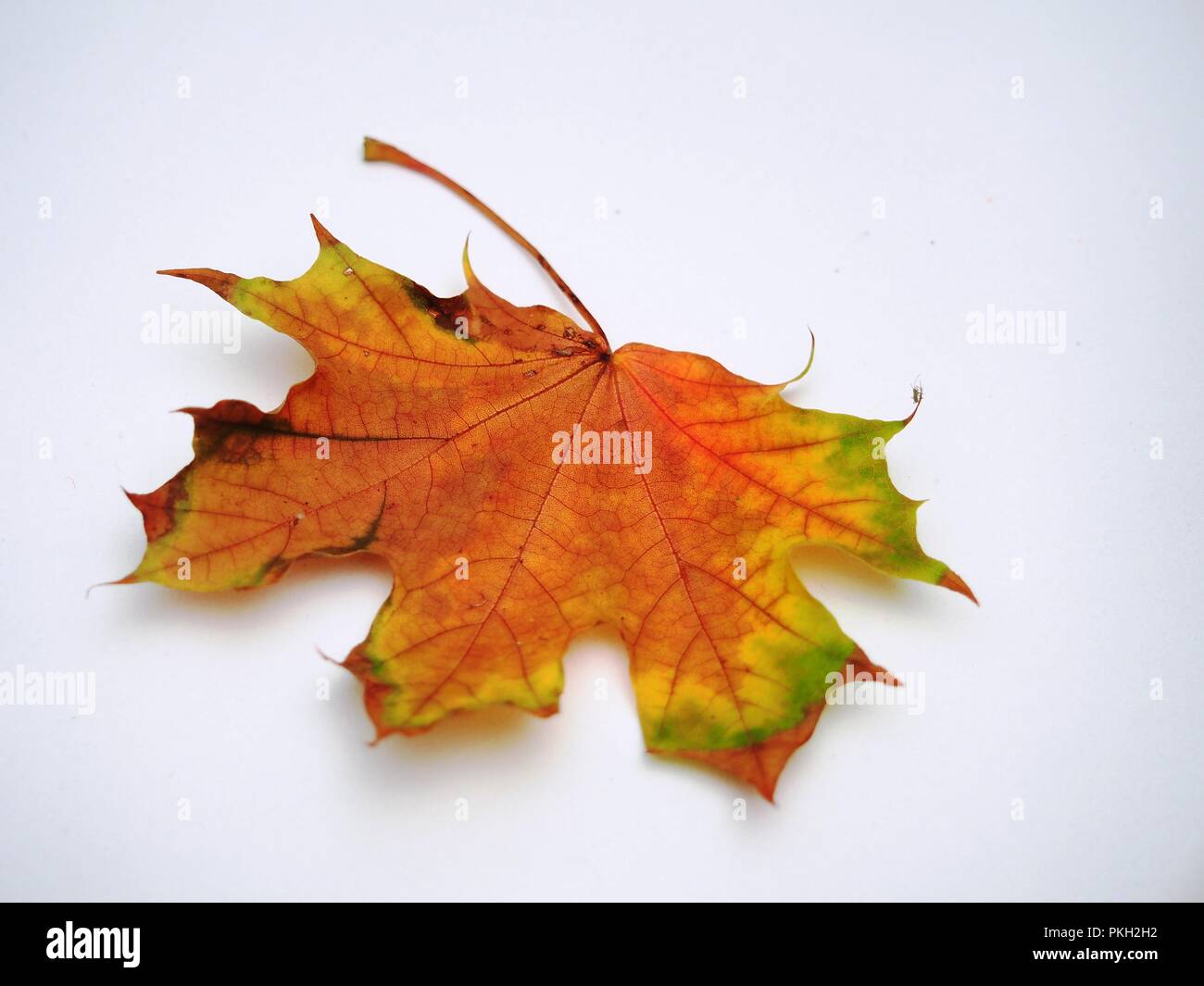 Passé l'automne feuille d'érable sur fond blanc. De l'automne. La nature morte. Banque D'Images