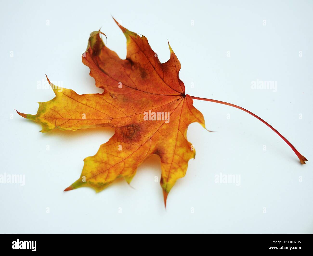 Passé l'automne feuille d'érable sur fond blanc. De l'automne. La nature morte. Banque D'Images