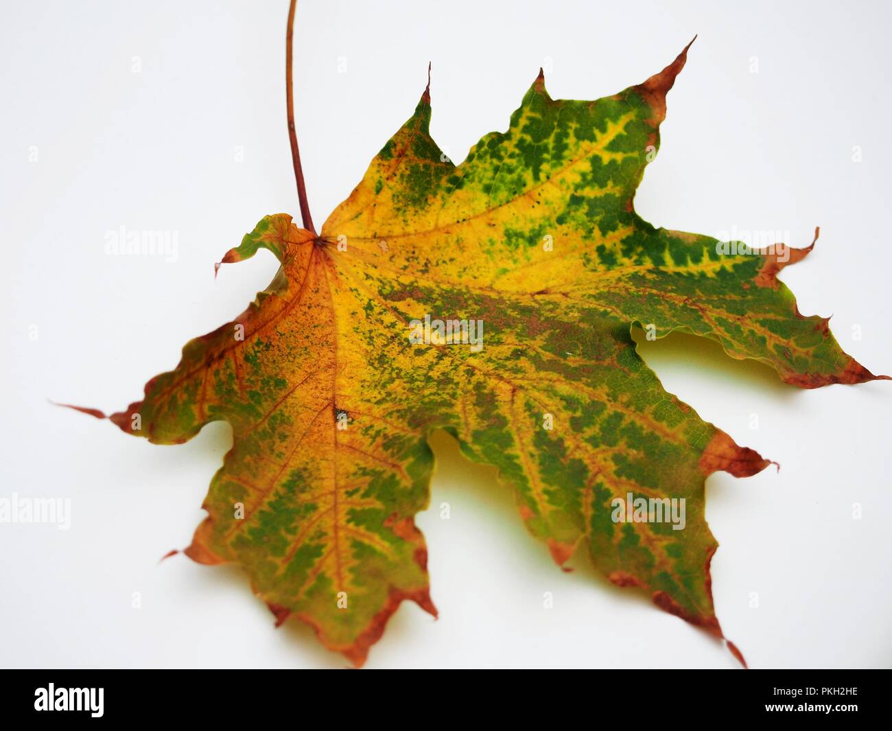 Passé l'automne feuille d'érable sur fond blanc. De l'automne. La nature morte. Banque D'Images