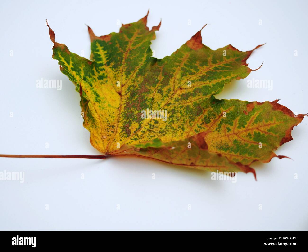 Passé l'automne feuille d'érable sur fond blanc. De l'automne. La nature morte. Banque D'Images