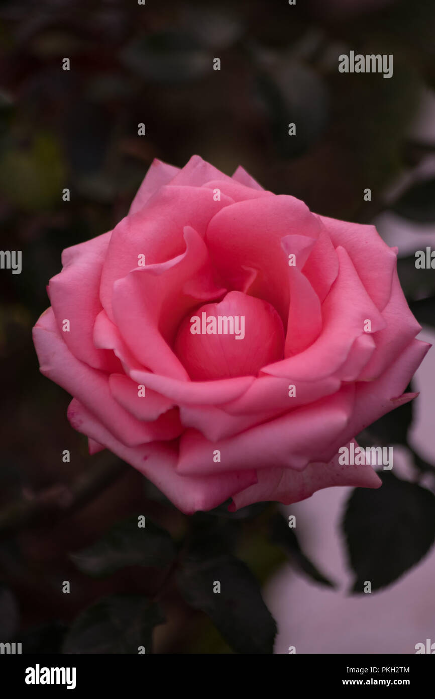 Rose rose dans mon jardin Banque D'Images