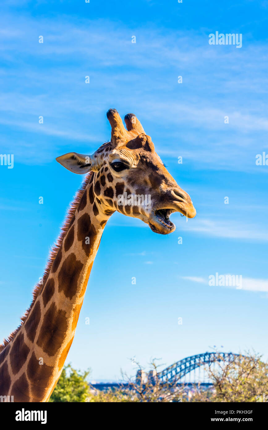 Drole De Girafe A La Tete Cou Close Up Plus De Details Photo Stock Alamy Drole De Girafe A La Tete Cou Close Up Plus De Details Photo Stock Alamy