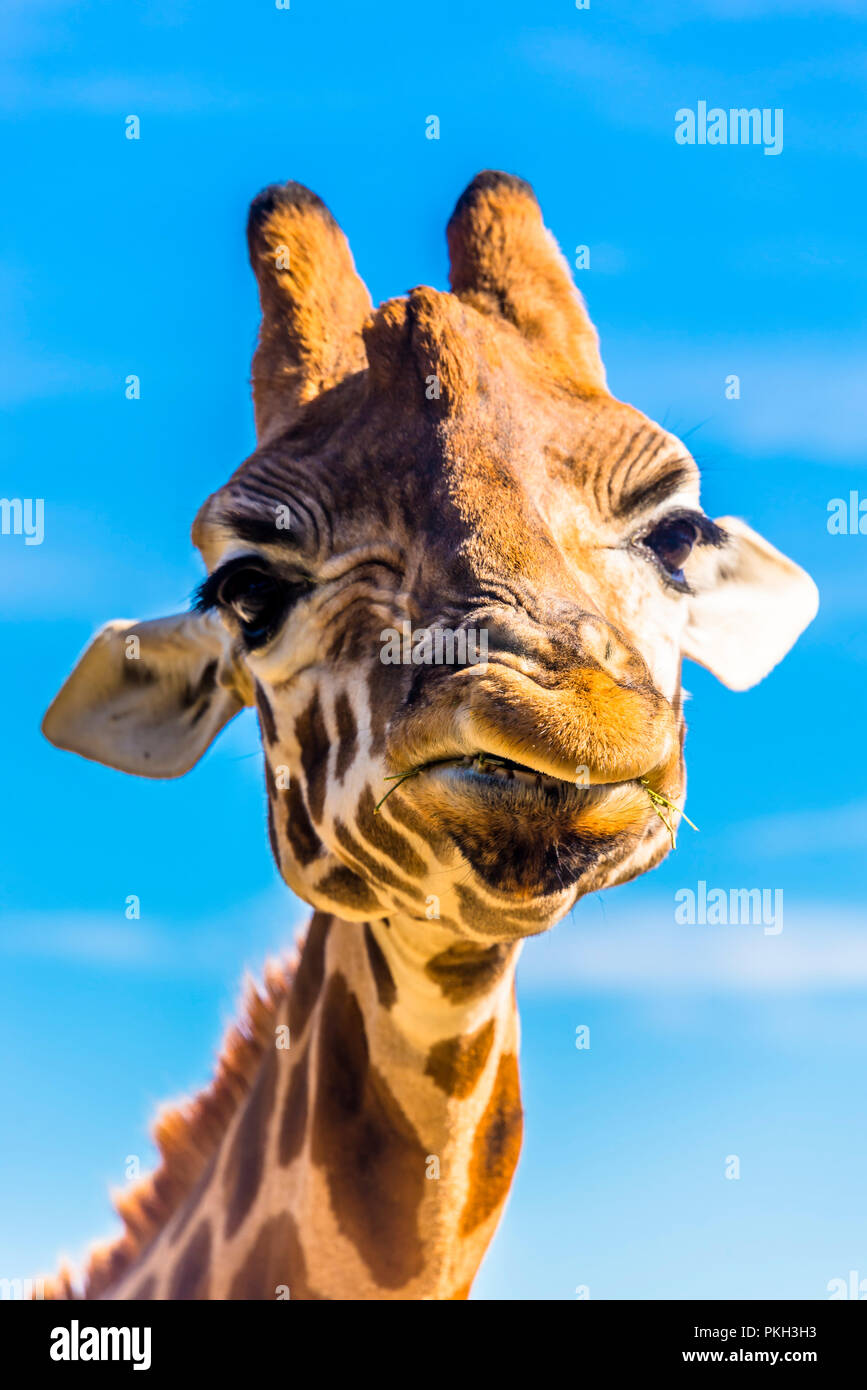 Drole De Girafe A La Tete Cou Close Up Plus De Details Photo Stock Alamy