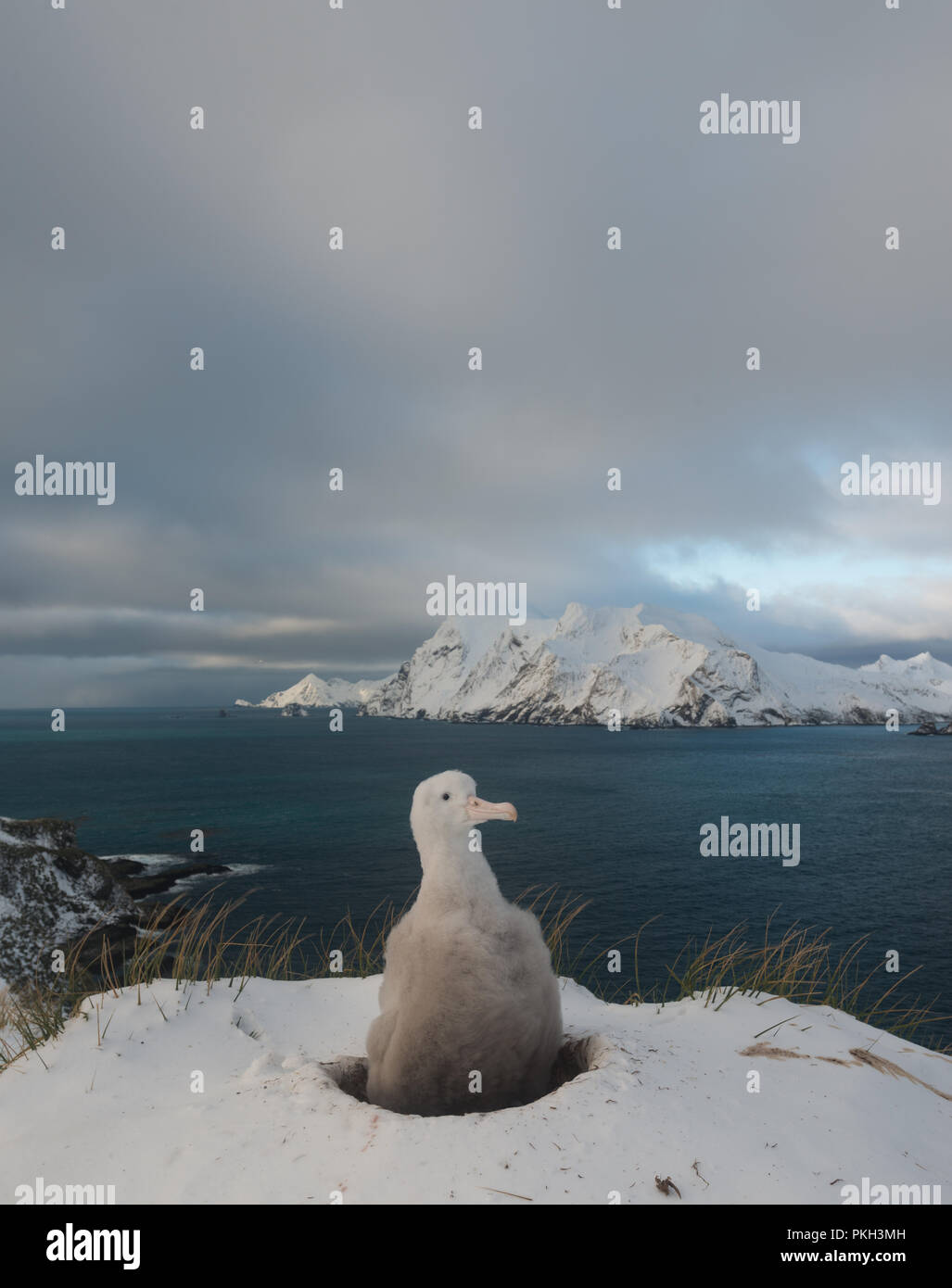 Un albatros downy chick (Diomedia exulans) sur son nid dans la neige sur l'île Bird, Georiga du sub-antarctiques, Banque D'Images