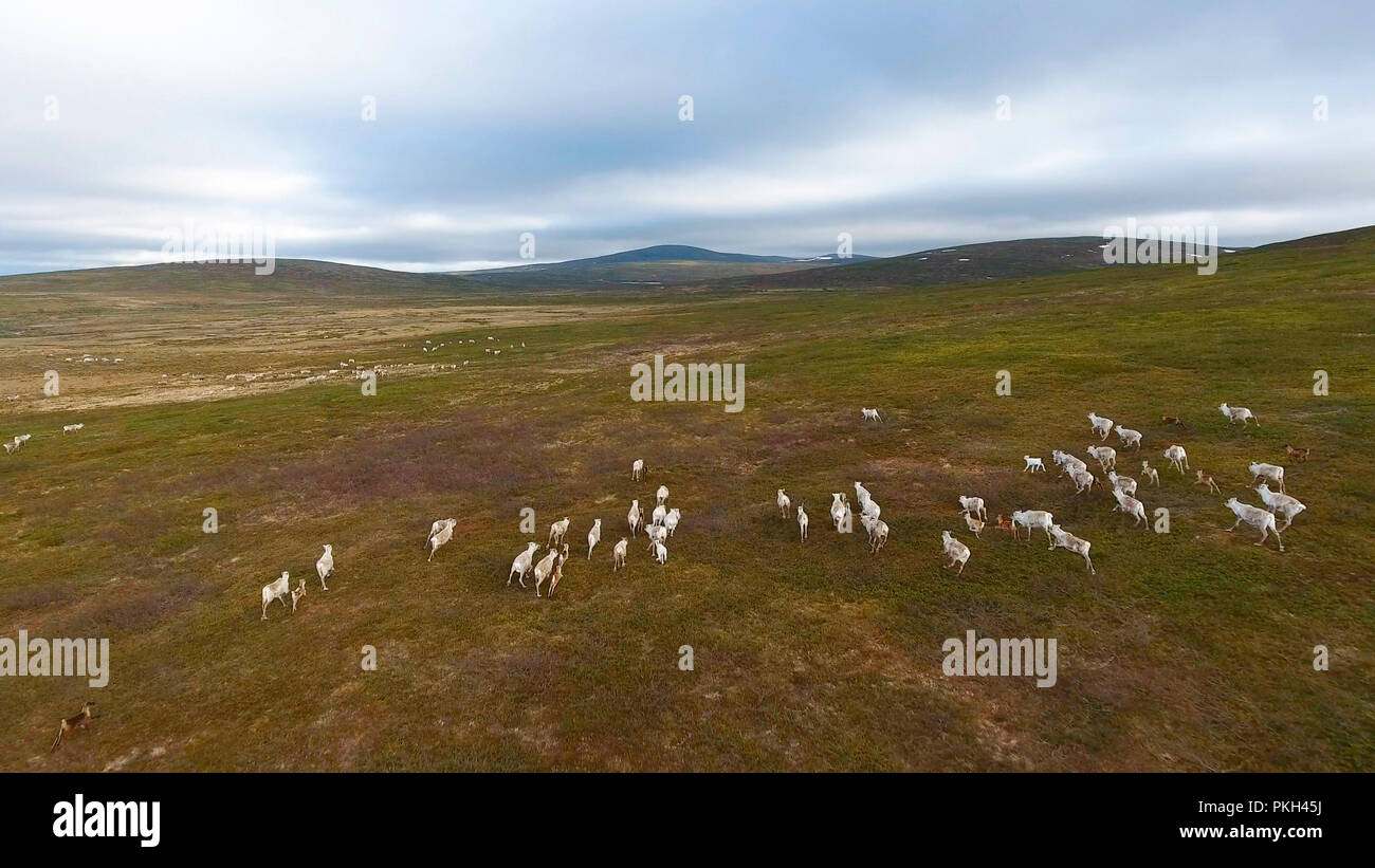 Vue aérienne de troupeau de cerfs sauvages sur territoria Nordkapp Banque D'Images