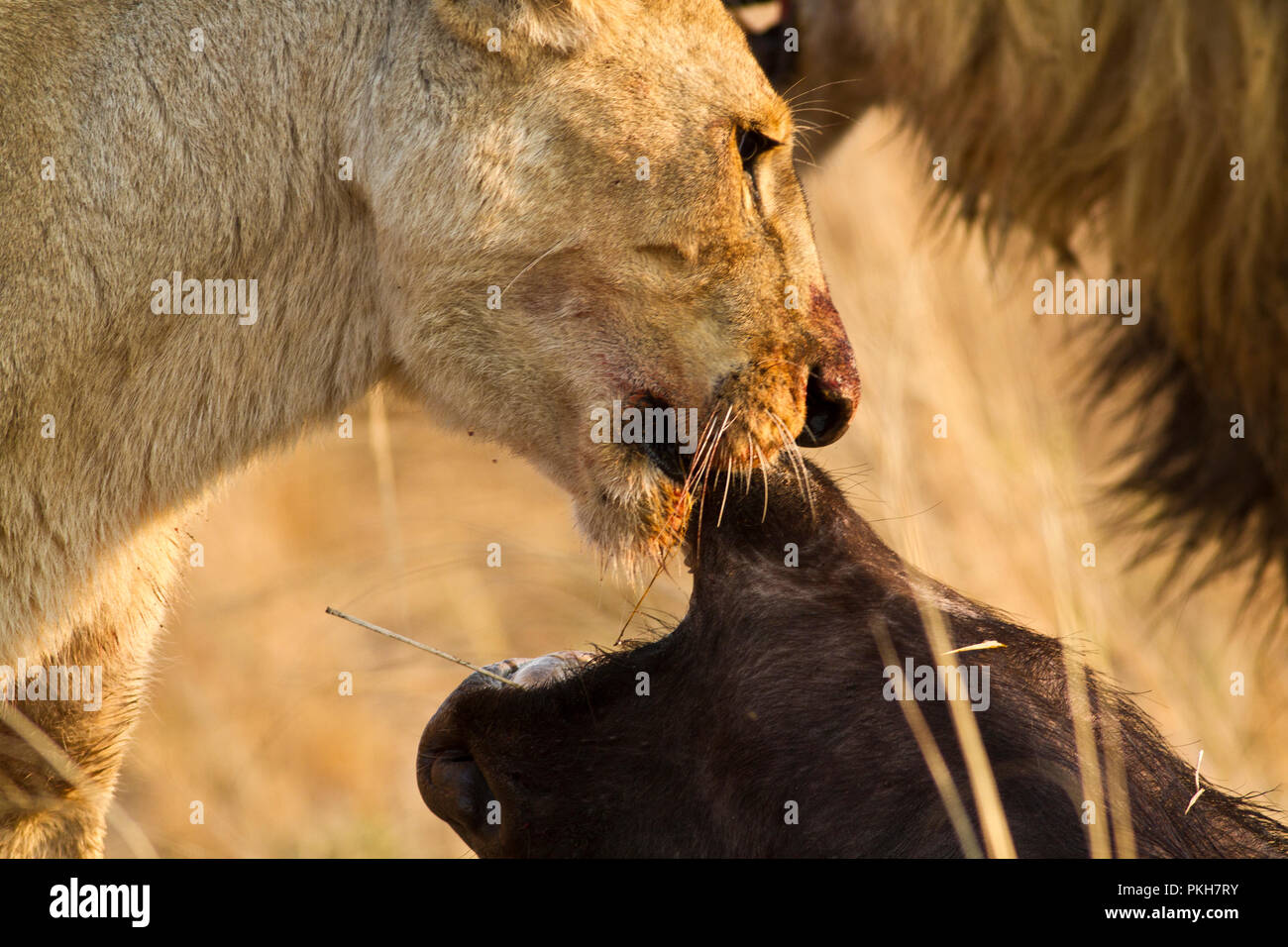 Un lioess vient étouffer un buffalo bull et la fierté a déjà commencé à se nourrir de la carcasse. Banque D'Images