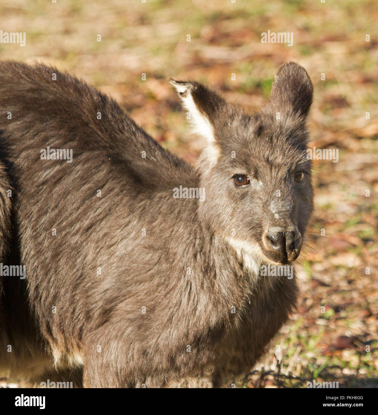 Visage de l'Est de l'Australie Macropus robustus, monroyo, regardant appareil photo - à l'état sauvage à Warrumbungle National Park dans le NSW Banque D'Images